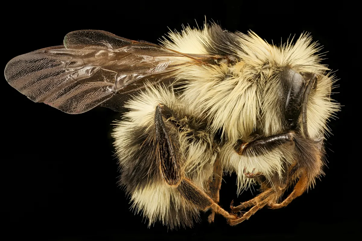 Bombus melanopygus
