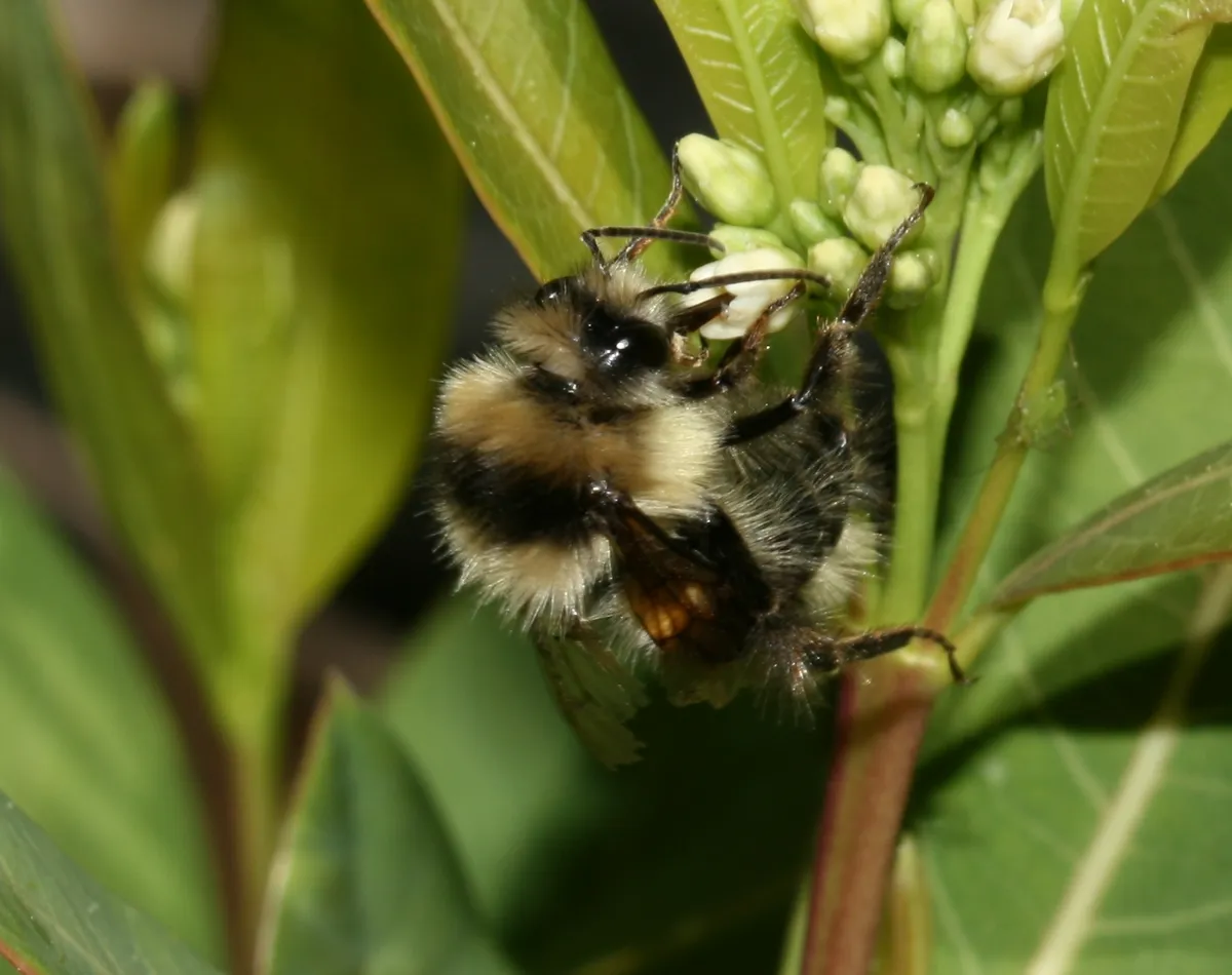 Black Tail Bumble Bee