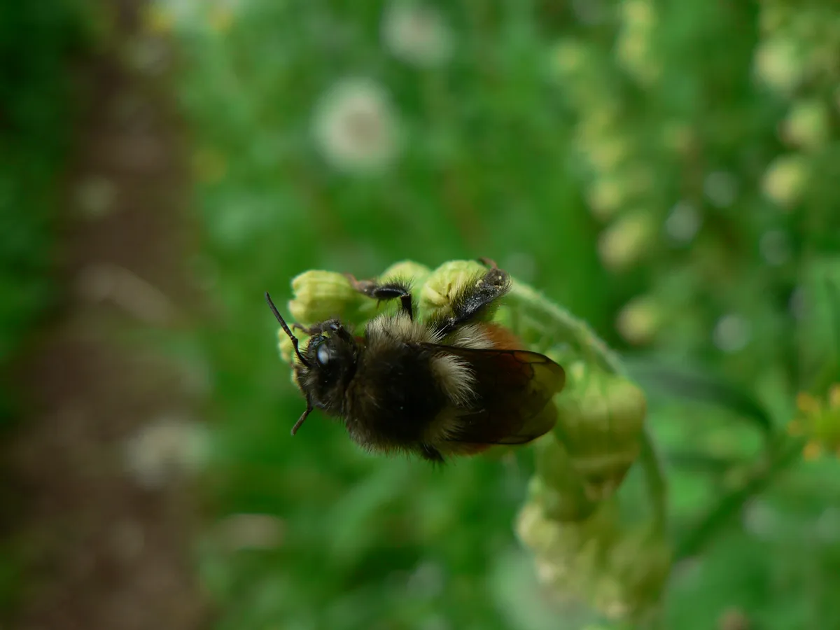 Black Tail Bumble Bee