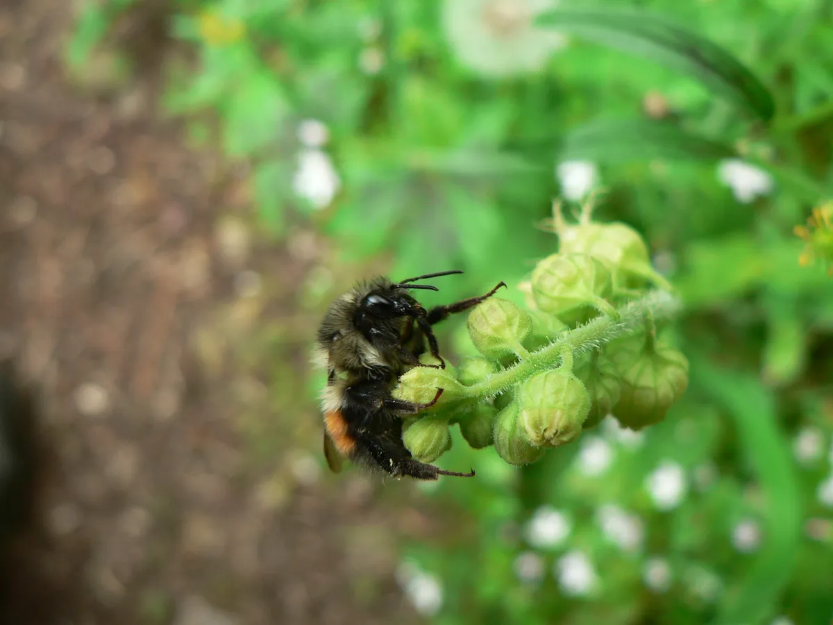Black Tail Bumble Bee