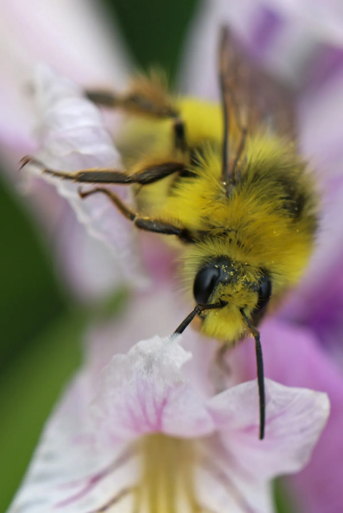 Fuzzy-horned Bumble Bee