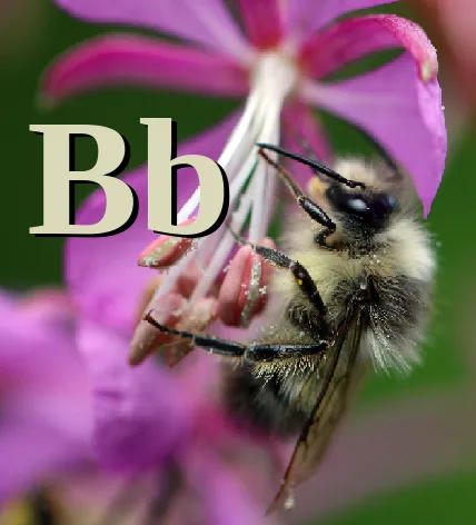 Fuzzy-horned Bumble Bee