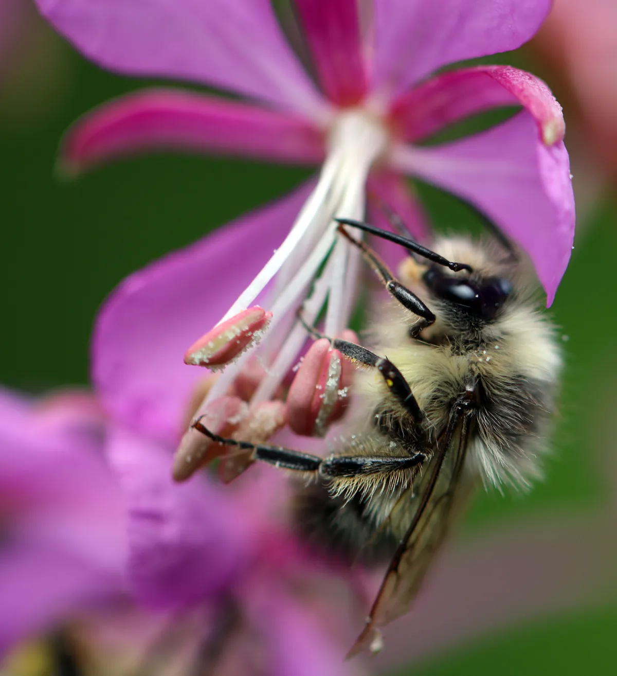 Fuzzy-horned Bumble Bee