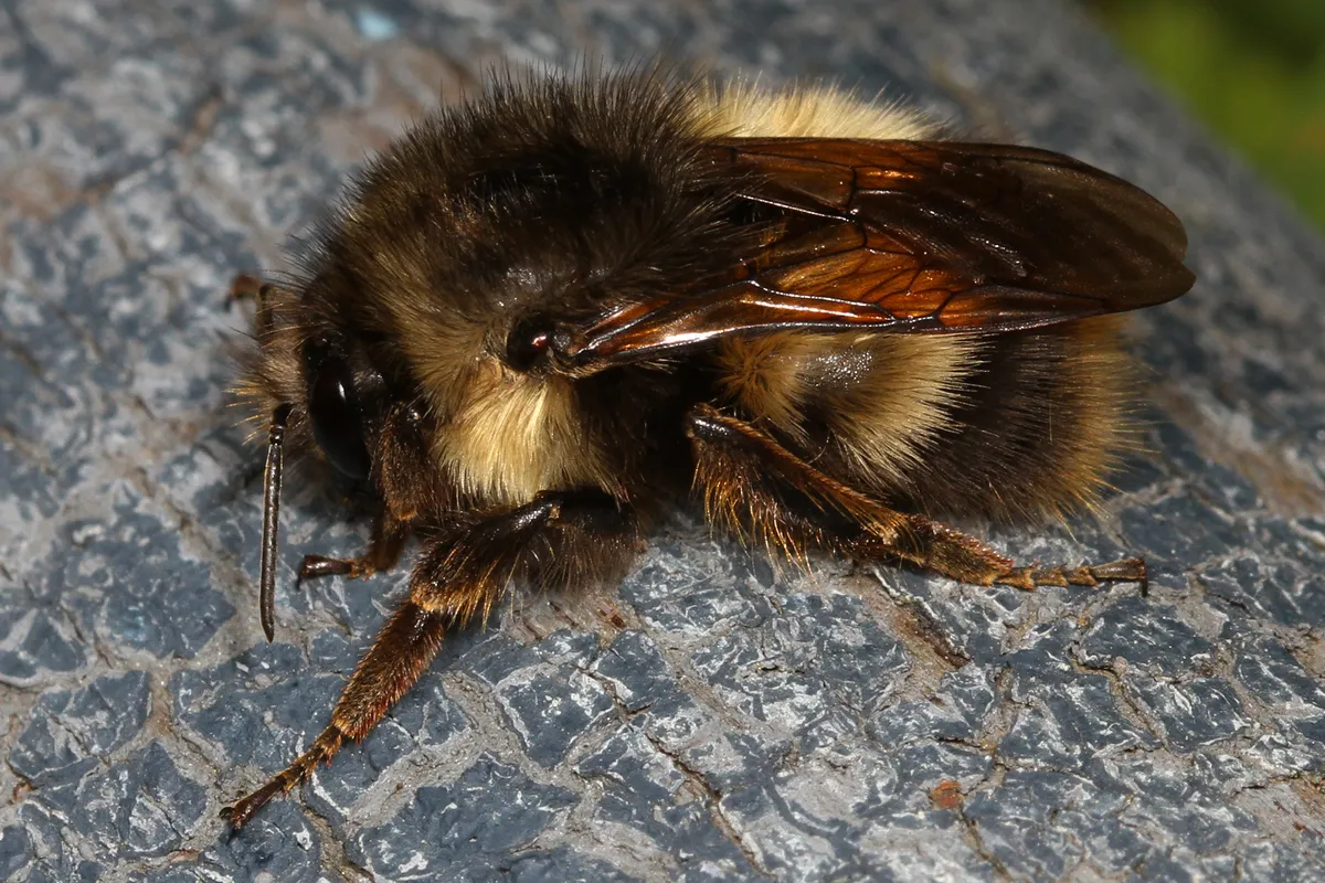 Fuzzy-horned Bumble Bee