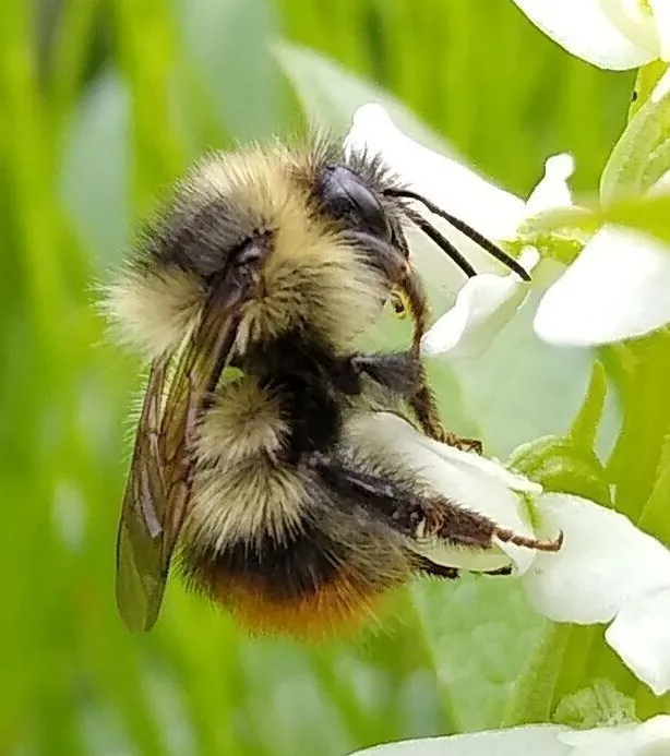 Fuzzy-horned Bumble Bee