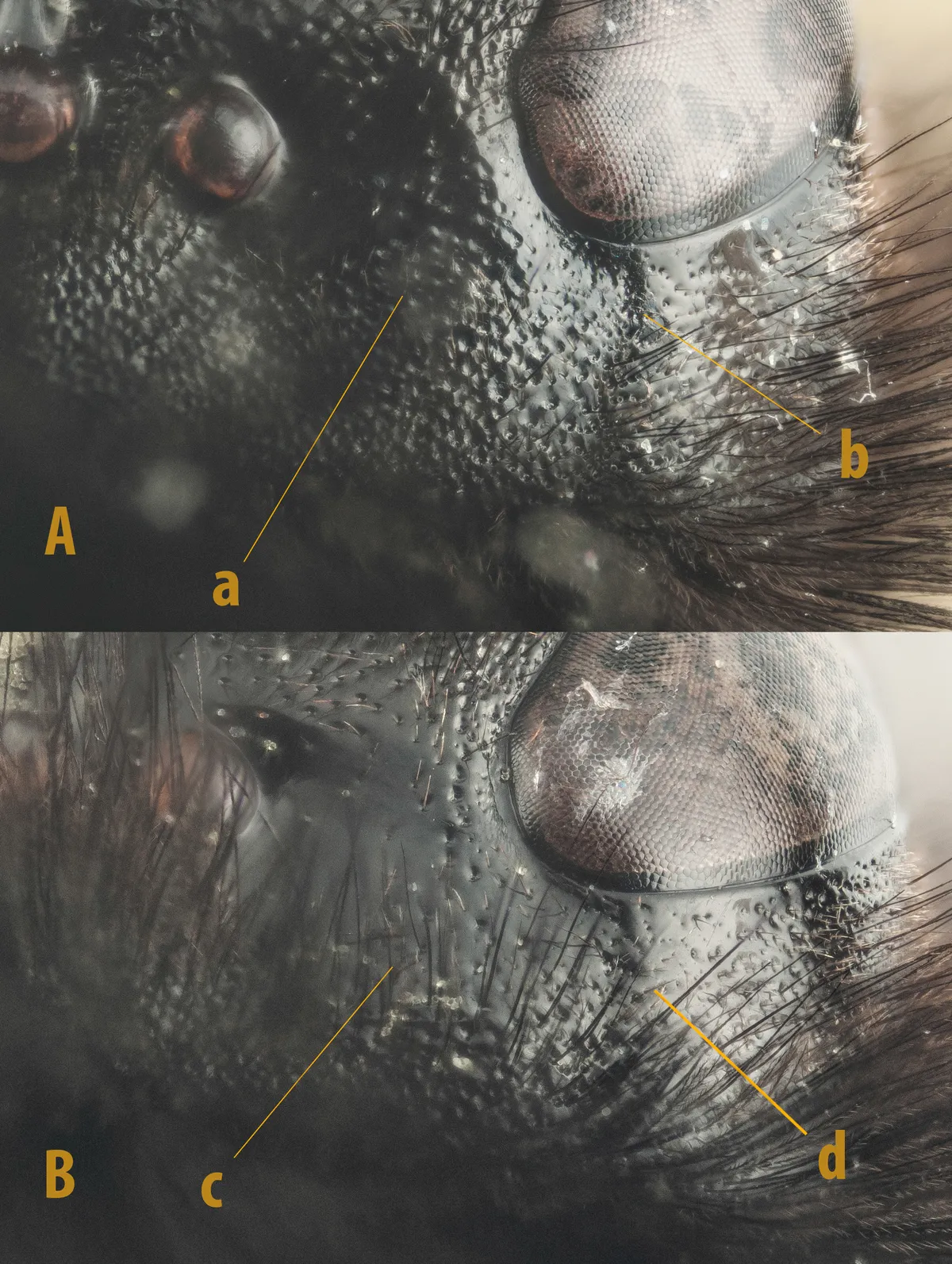 Abejorro de Montaña