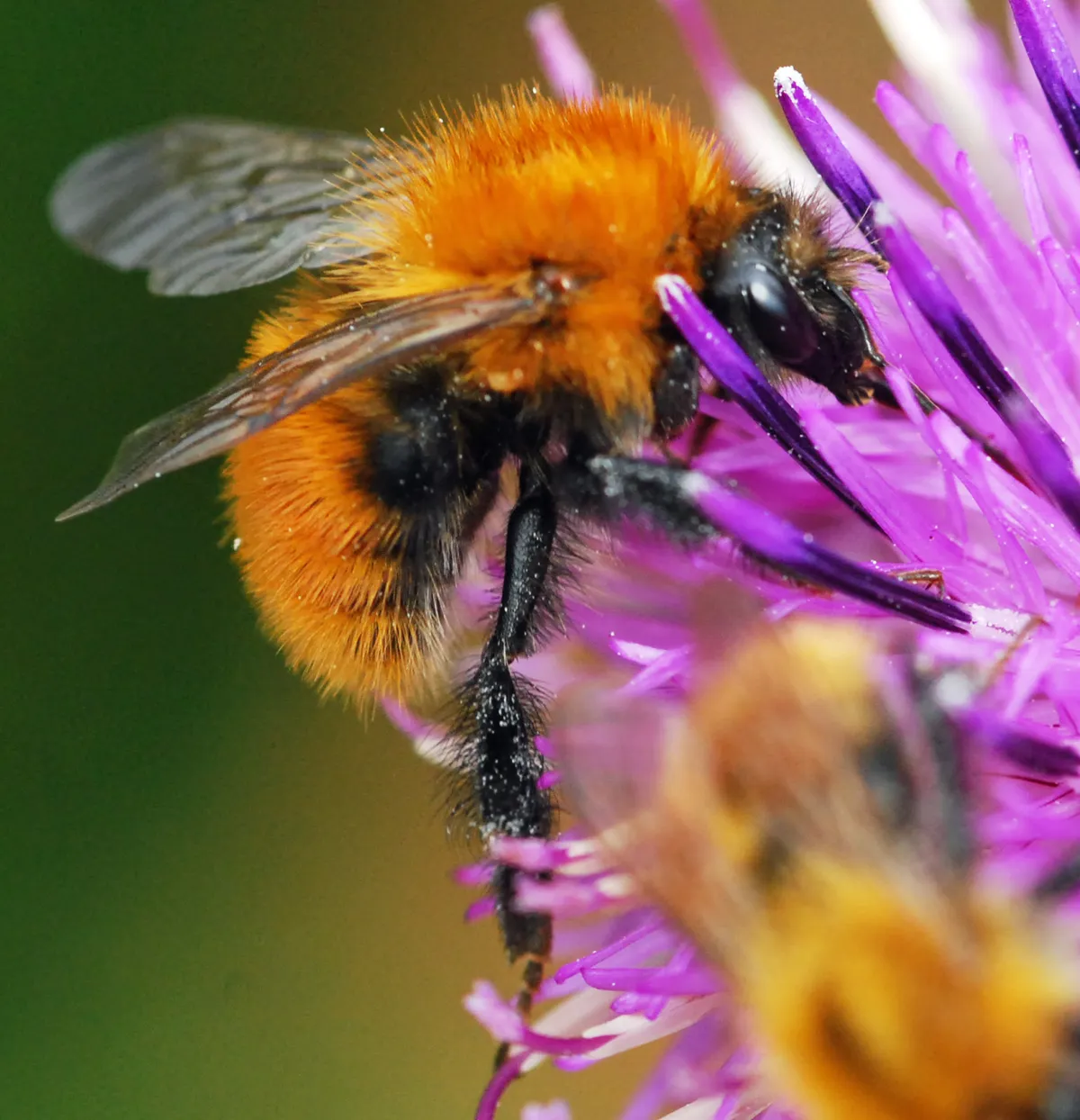 Bombus muscorum