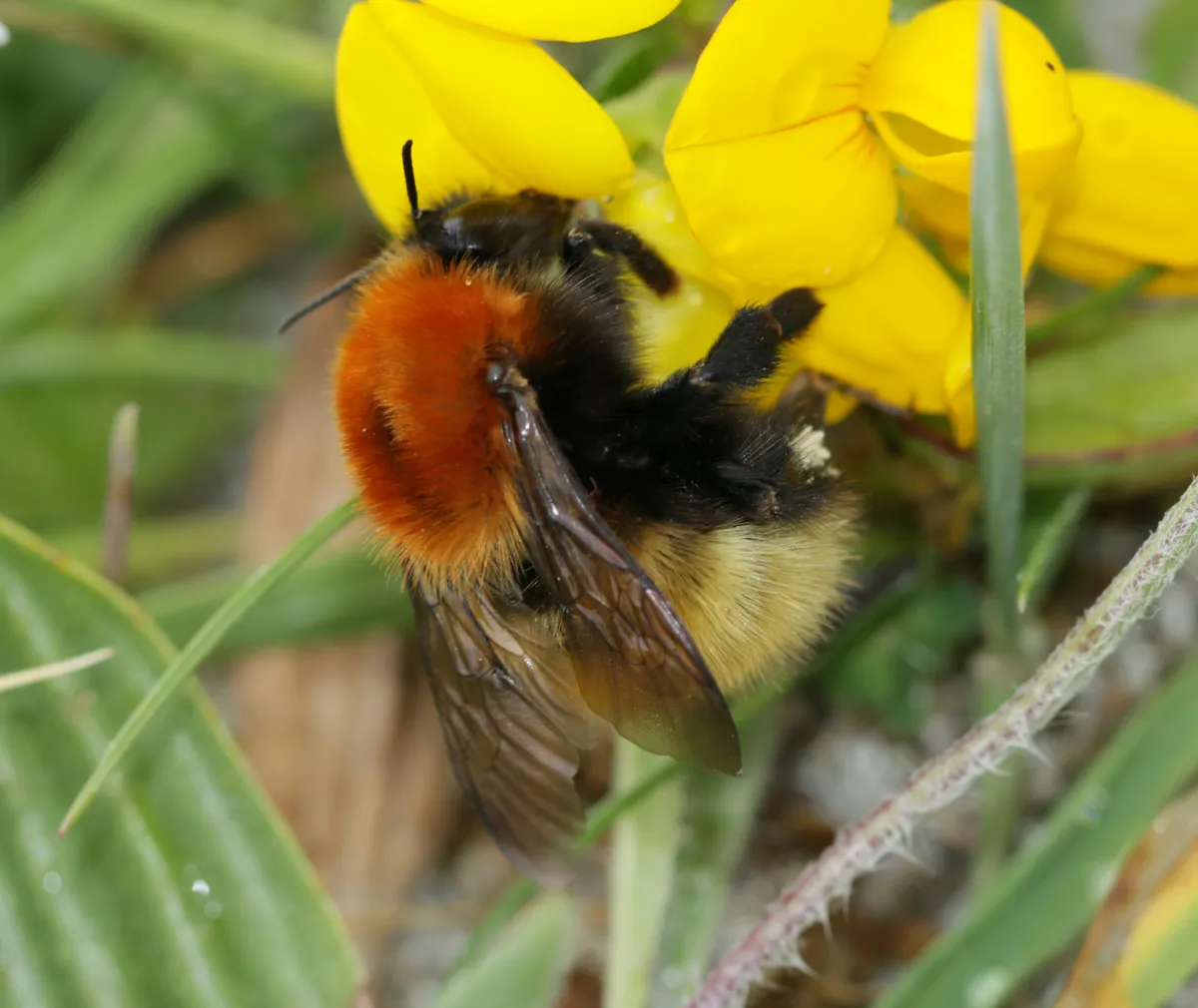 Moss Carder Bee