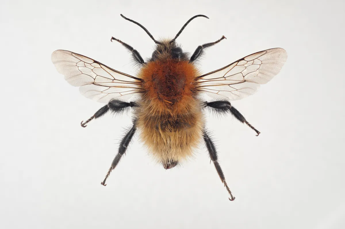 Moss Carder Bee