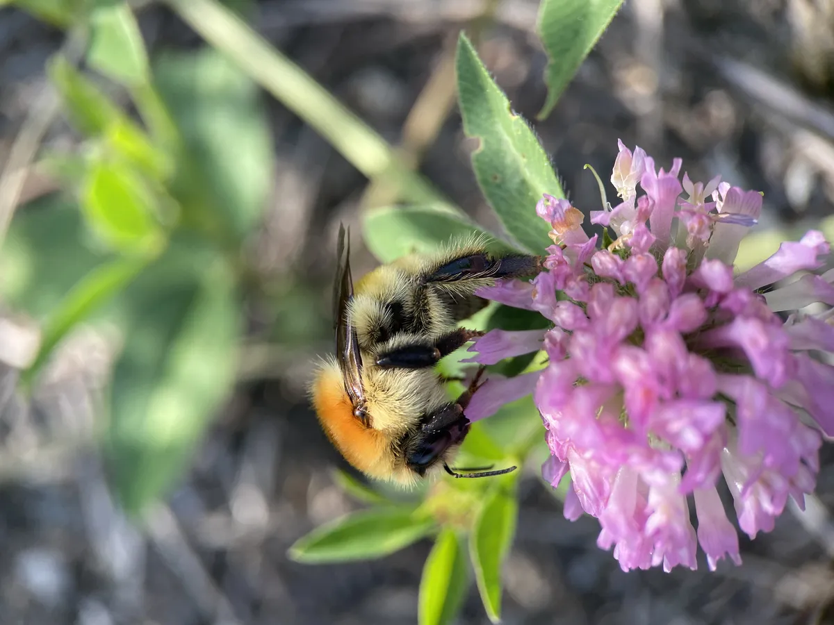 Moss Carder Bee
