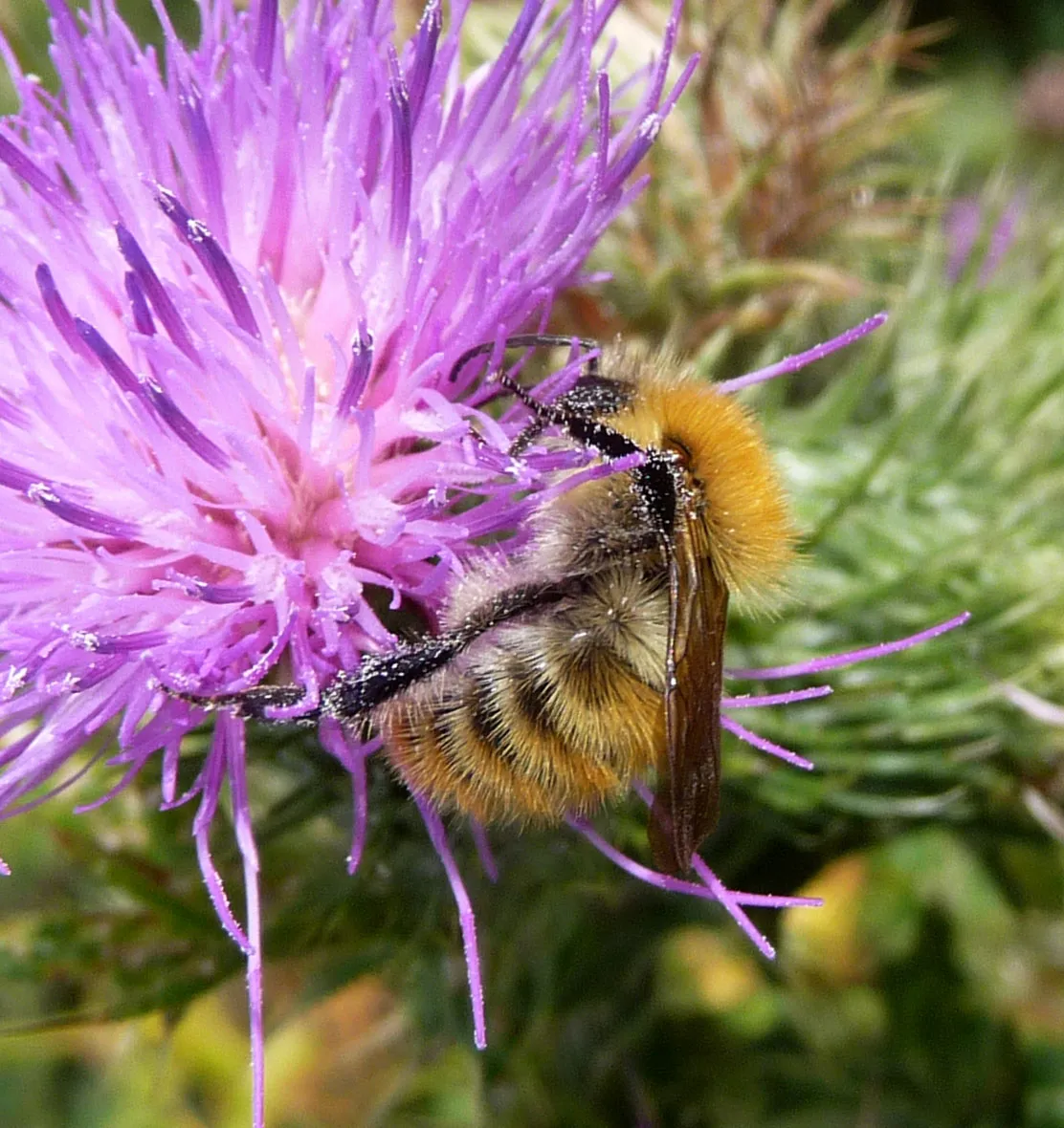 Moss Carder Bee