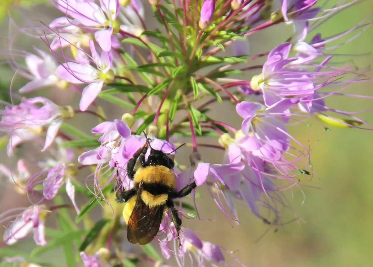 Nevada Bumble Bee