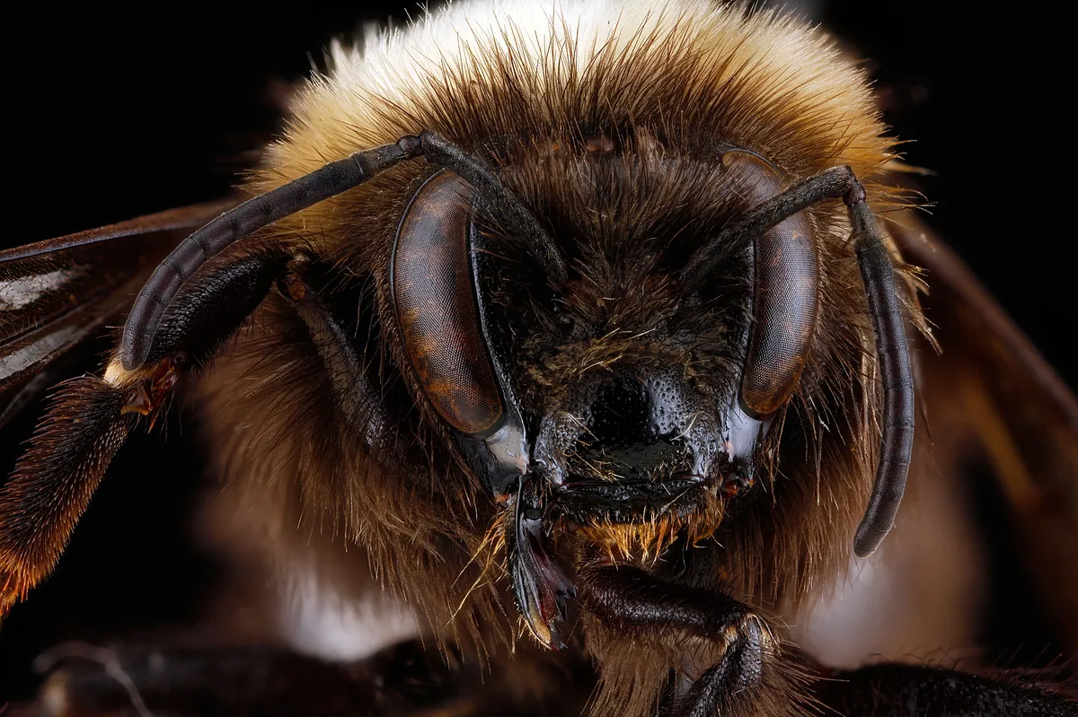 Bombus occidentalis