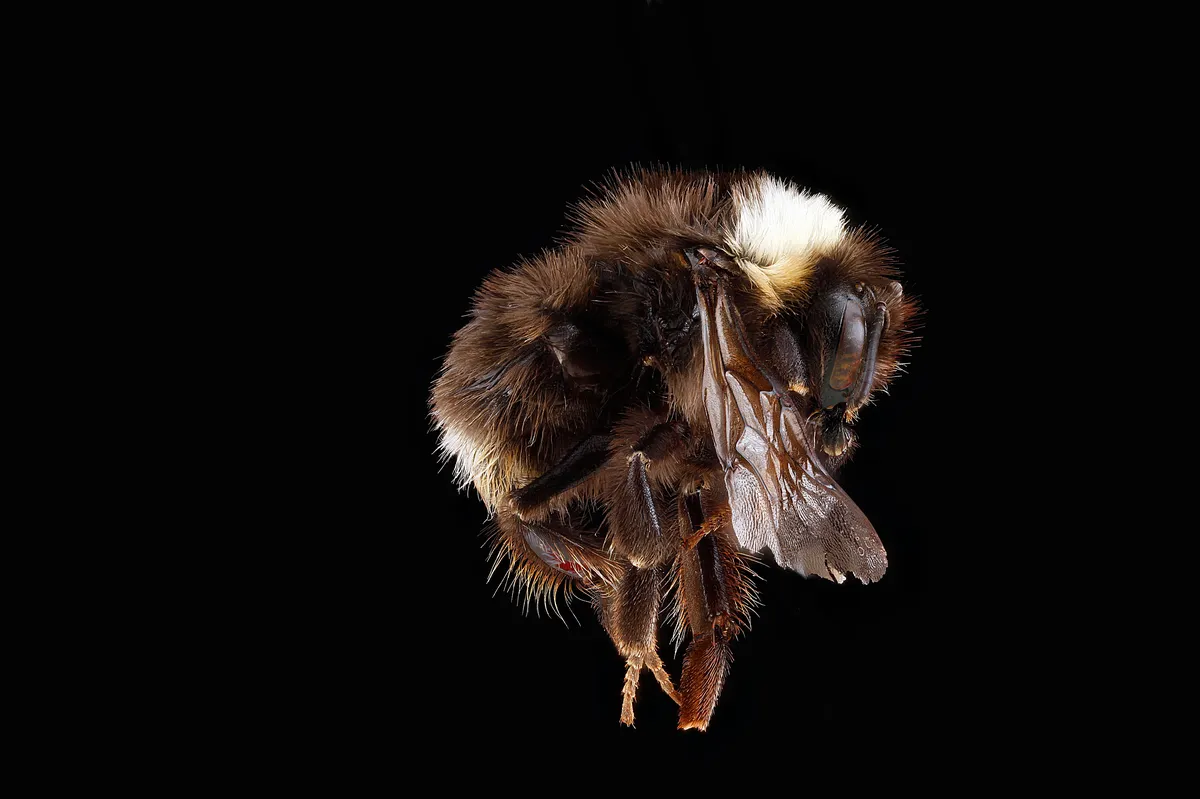 Western Bumble Bee