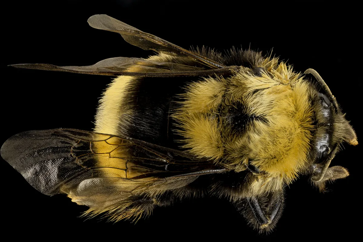 Western Bumble Bee