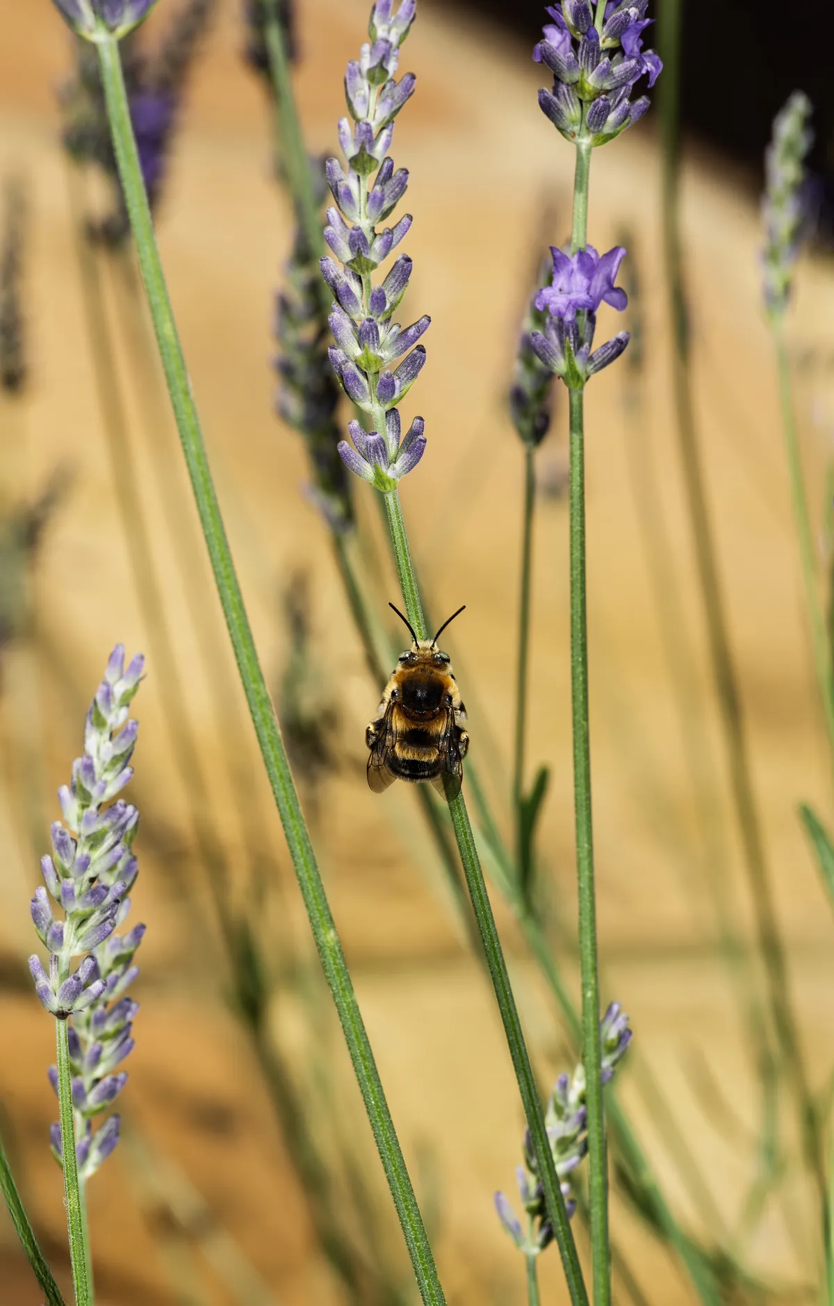 Bombus pascuorum