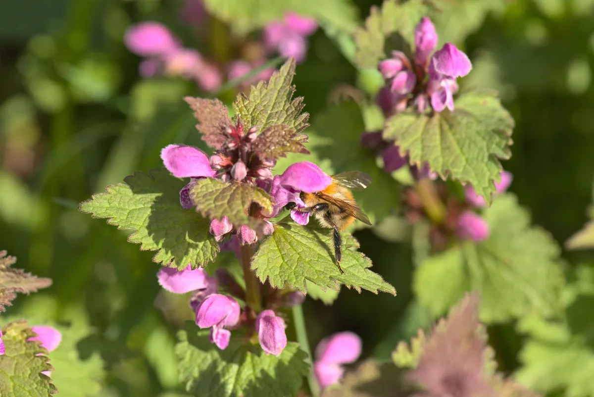 Common Carder Bee