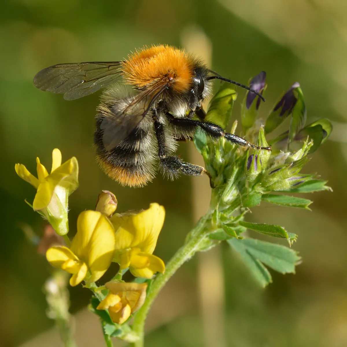 Common Carder Bee
