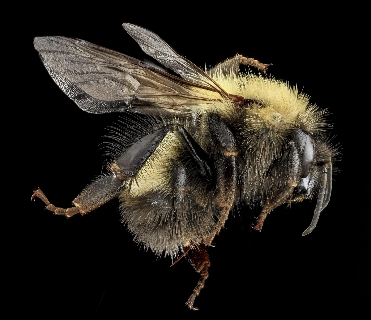 Bombus perplexus