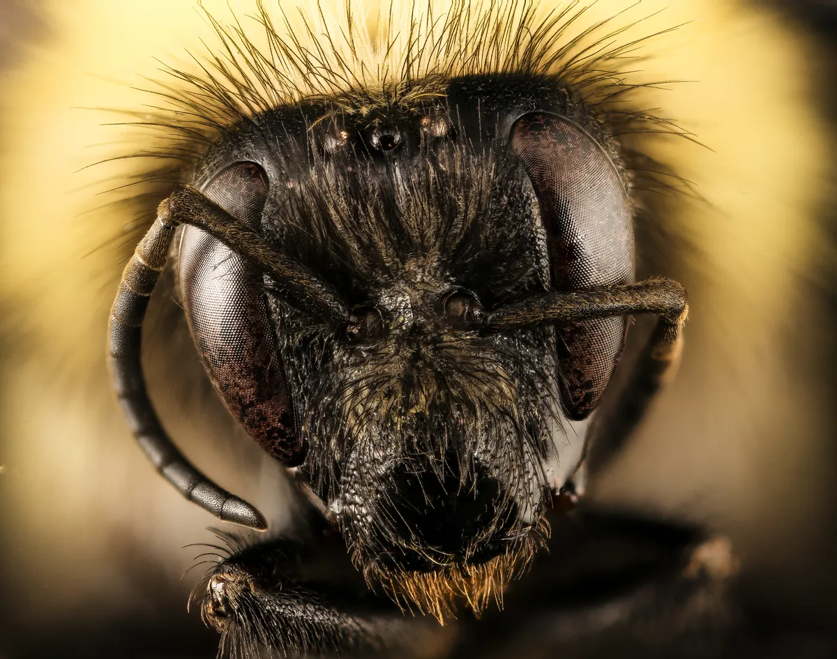 Confusing Bumble Bee