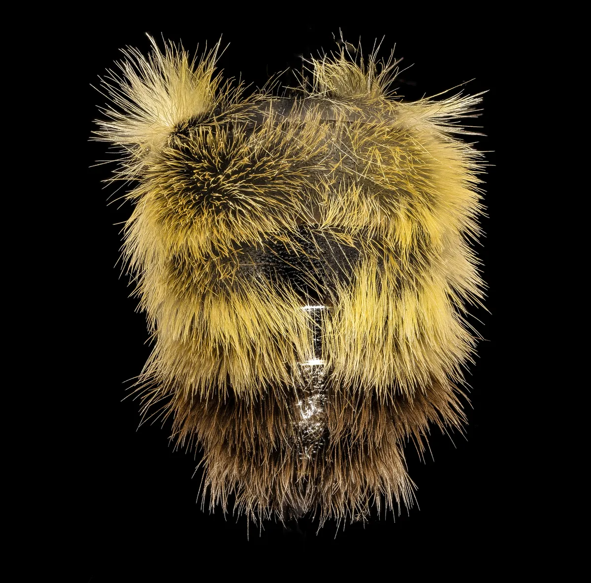 Confusing Bumble Bee