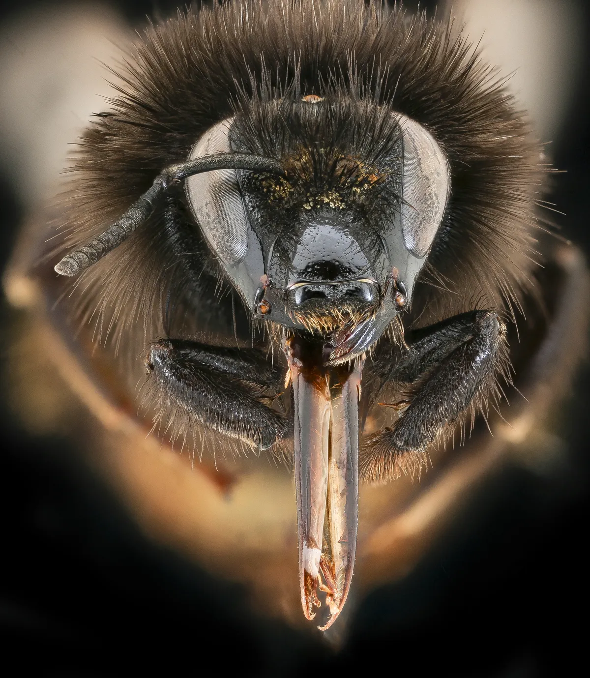 Bombus ruderarius