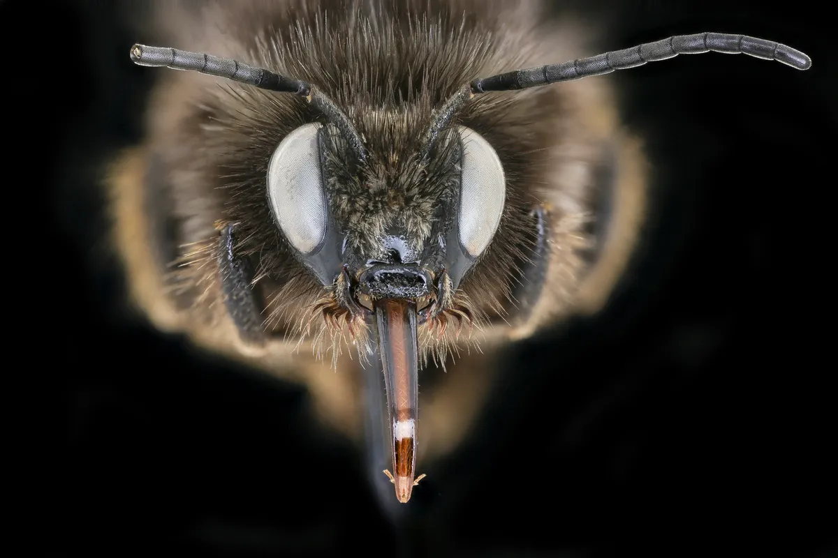 Red-tailed Carder Bee