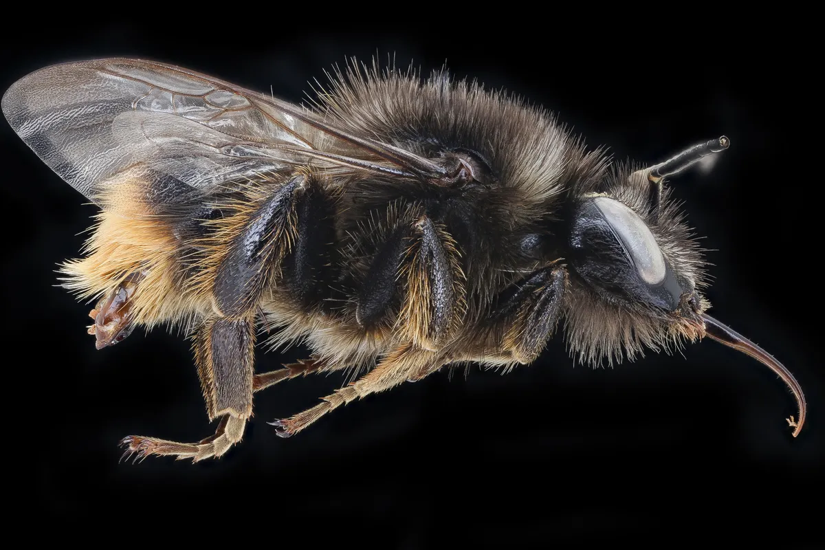 Red-tailed Carder Bee