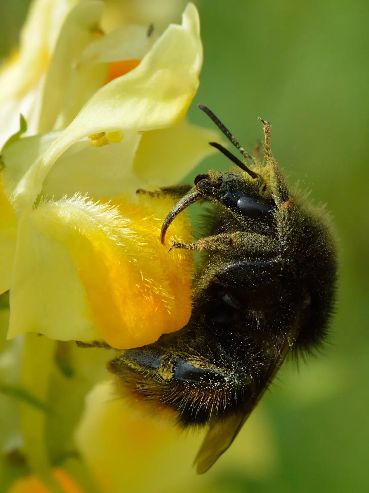 Red-tailed Carder Bee