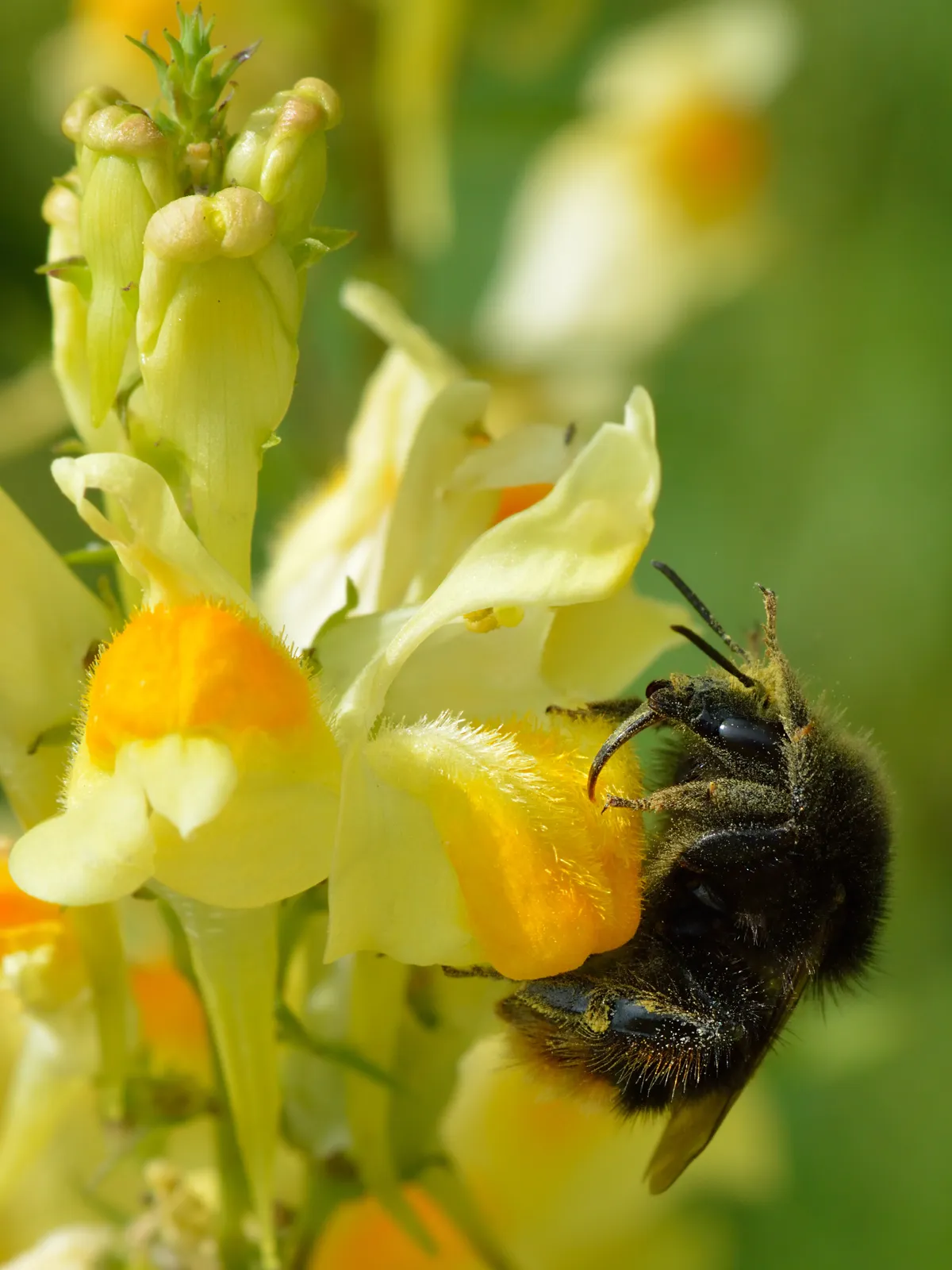 Red-tailed Carder Bee