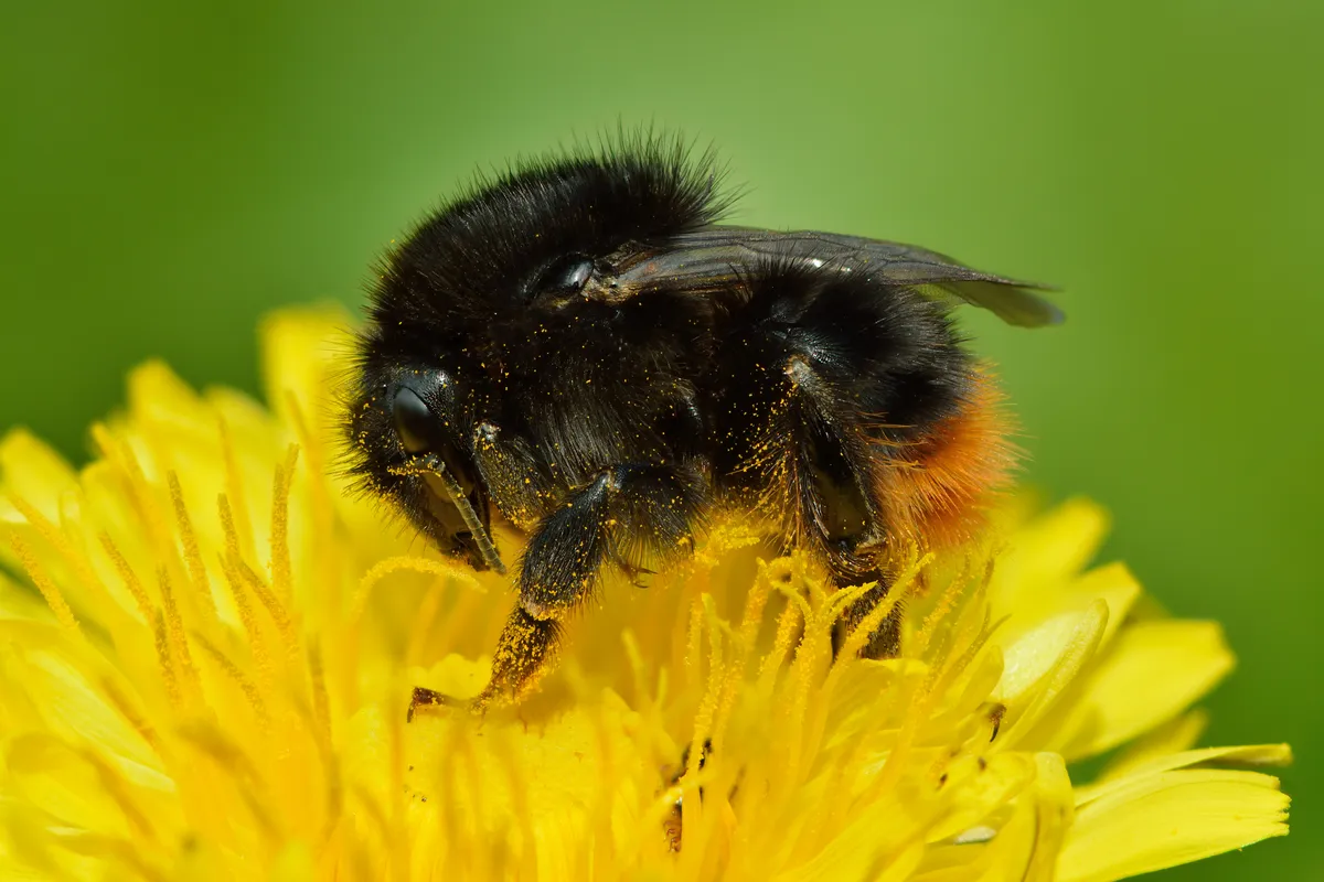 Red-tailed Carder Bee