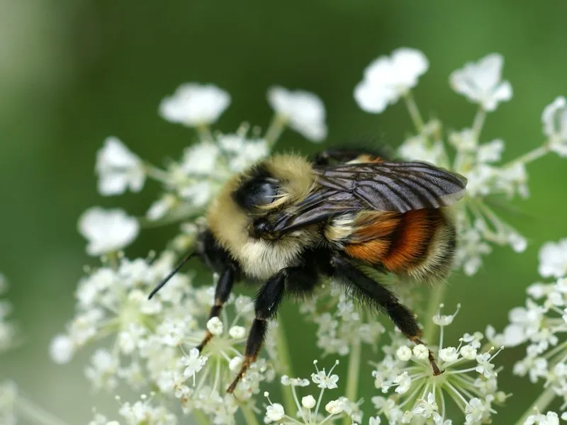 Red-belted Bumble Bee