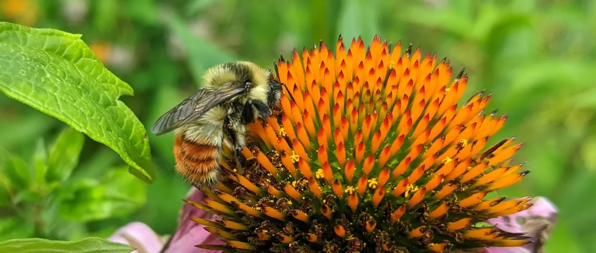 Red-belted Bumble Bee