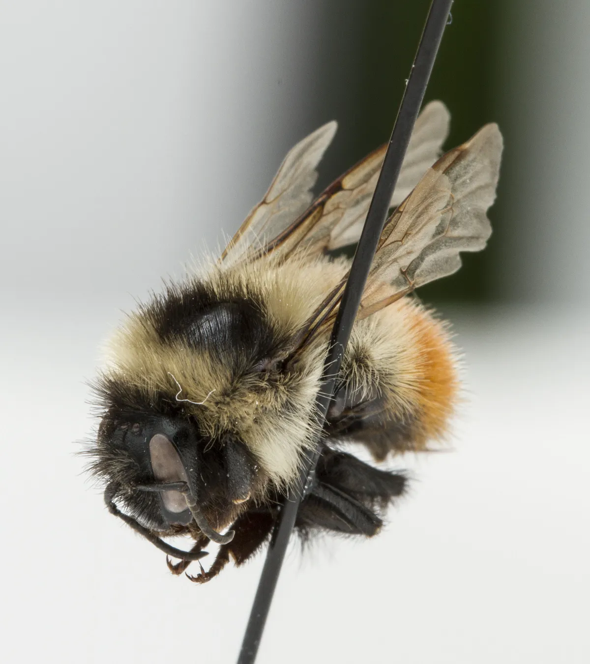 Red-belted Bumble Bee