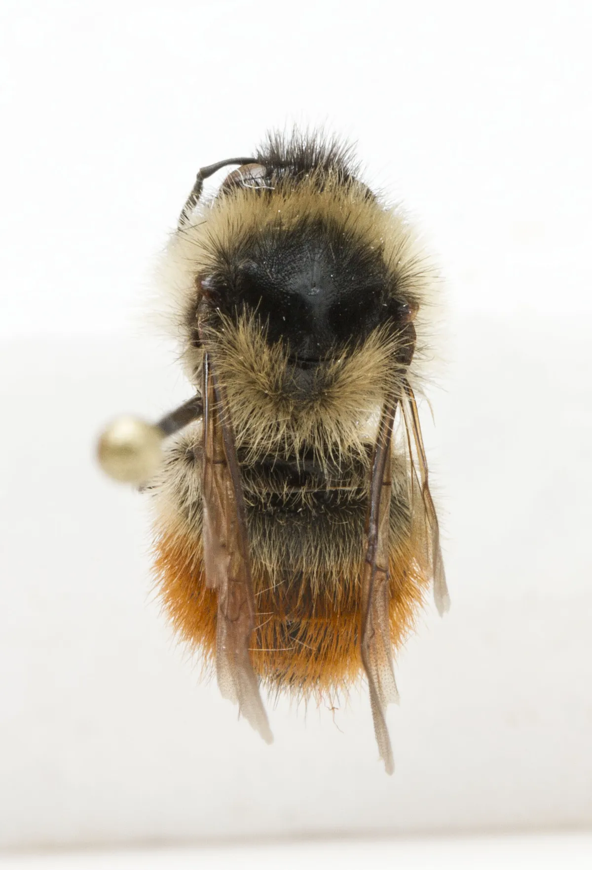 Red-belted Bumble Bee