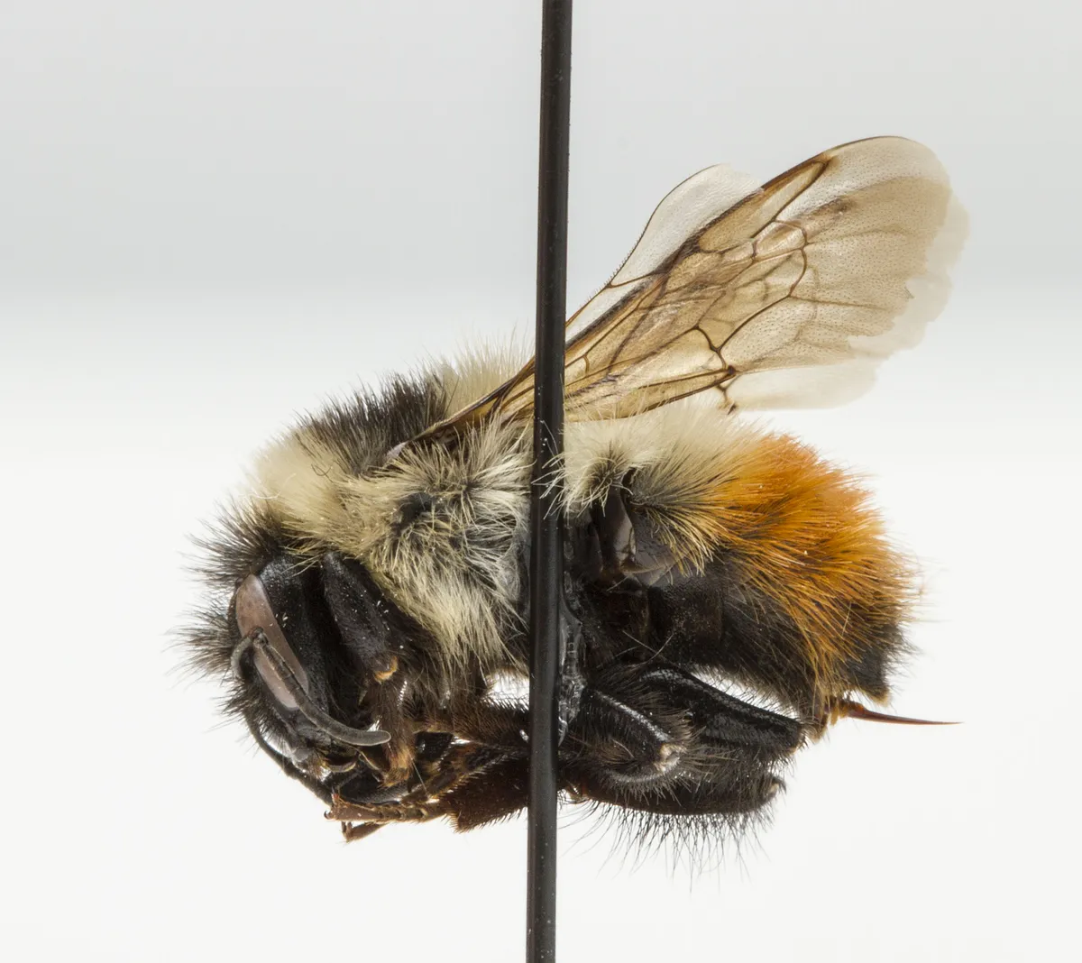 Red-belted Bumble Bee