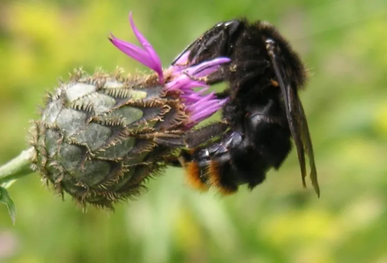 Bombus rupestris