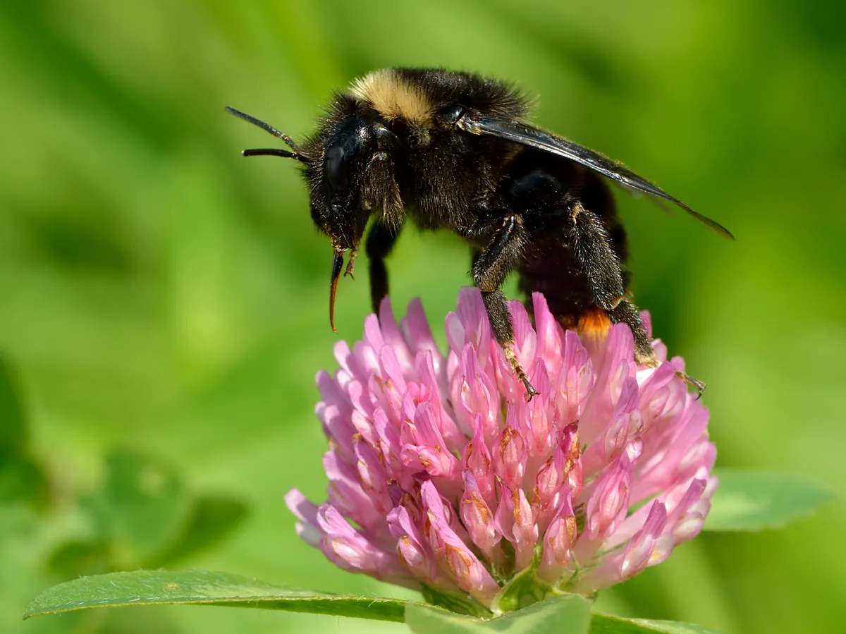 Hill Cuckoo-Bee