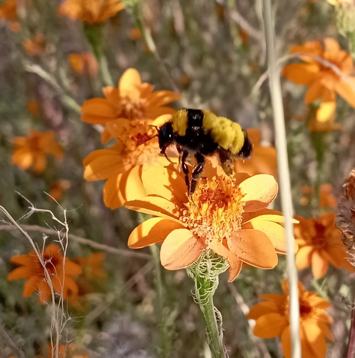 Abeja Abejorro de Sonora