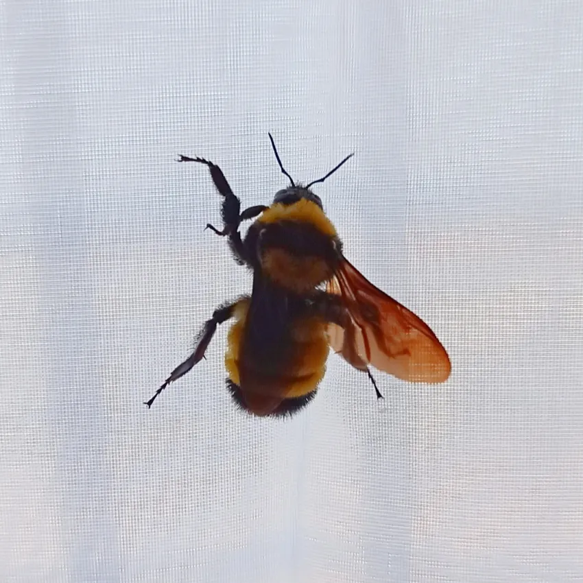 Abeja Abejorro de Sonora