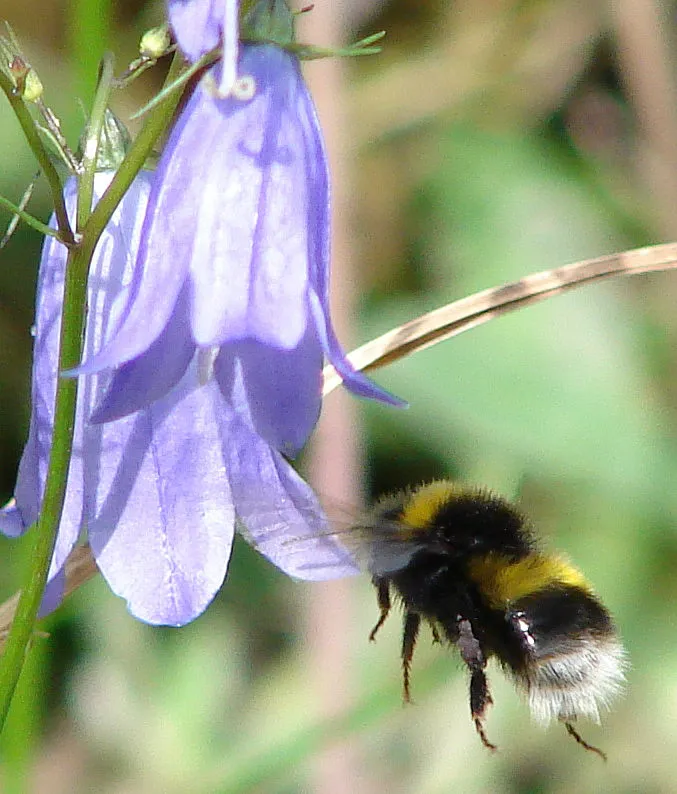 Bombus soroeensis
