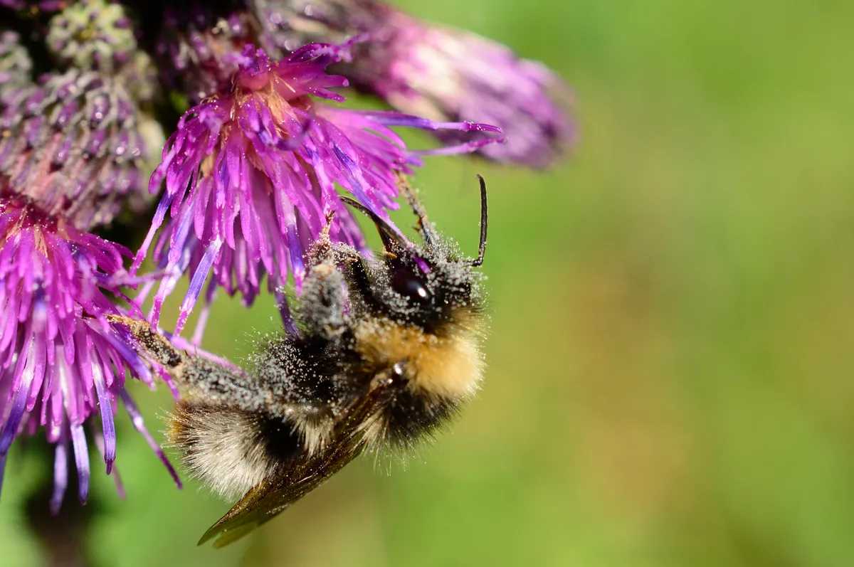 Broken-belted Bumble Bee