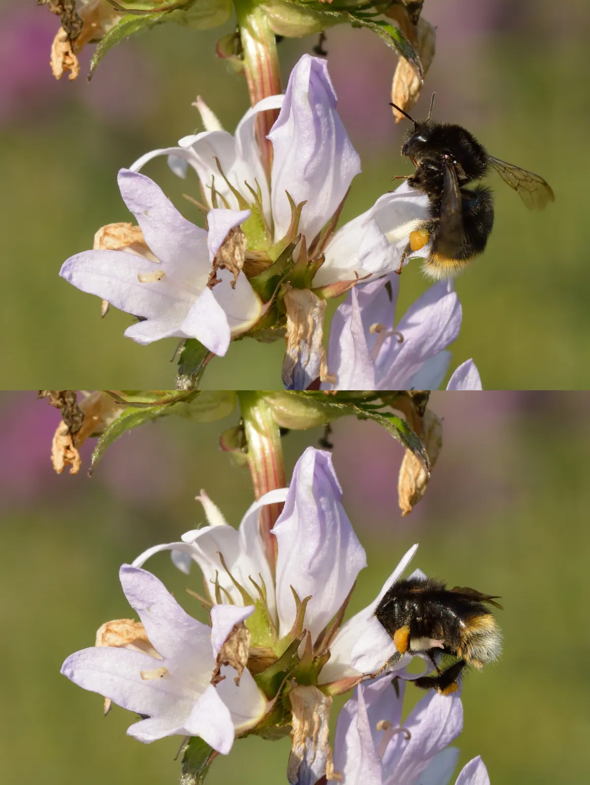 Broken-belted Bumble Bee