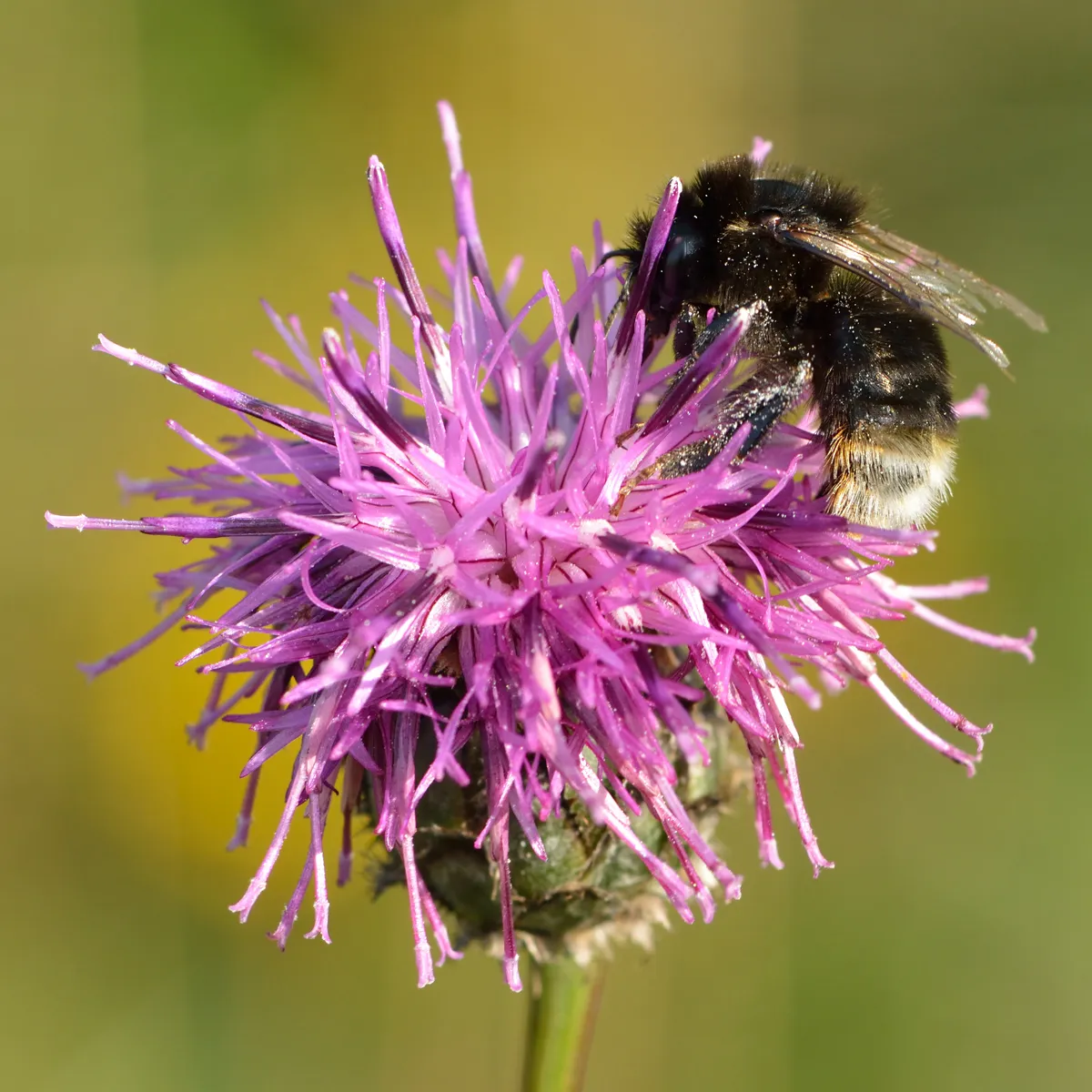 Broken-belted Bumble Bee