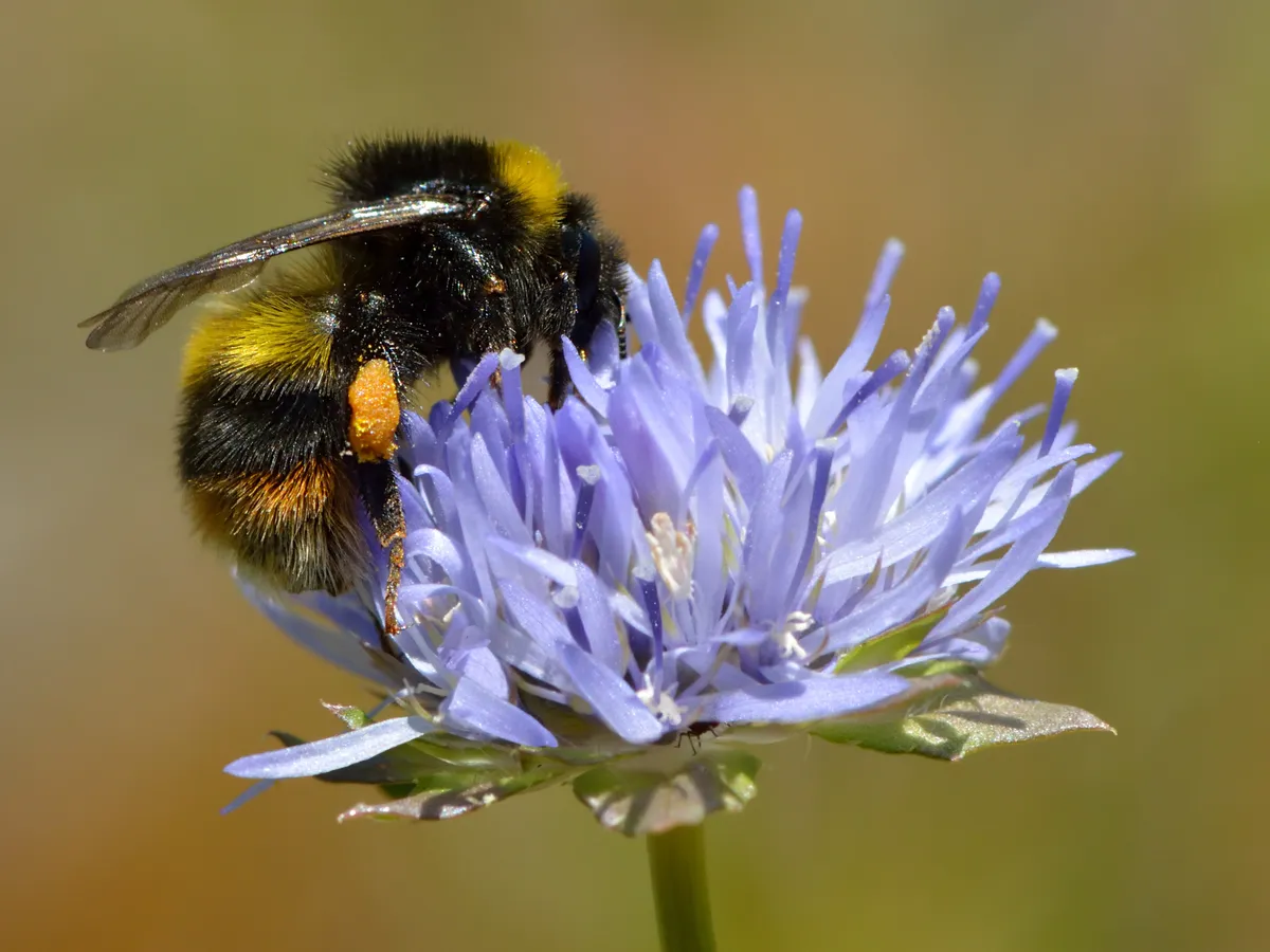 Broken-belted Bumble Bee