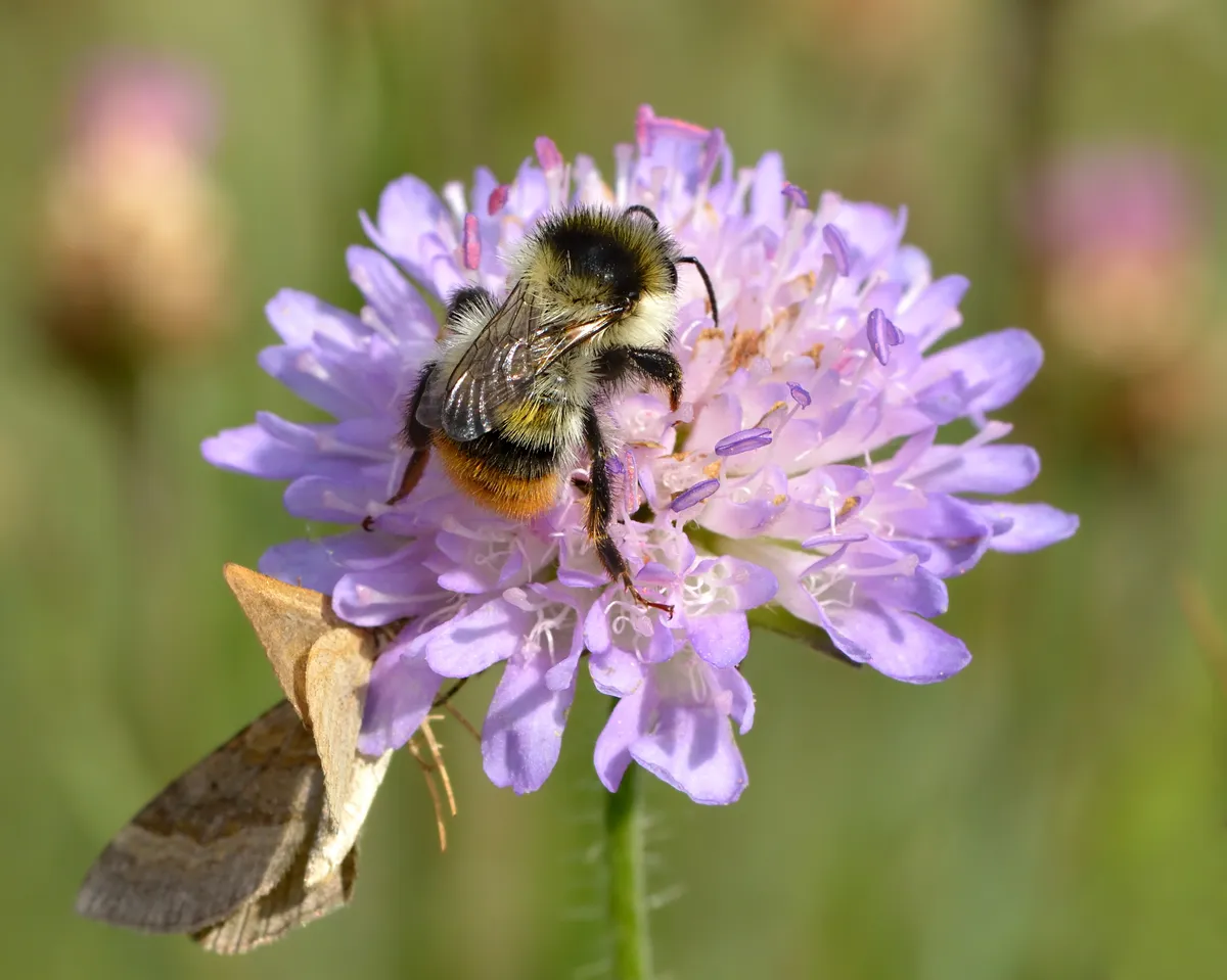 Shrill Carder Bee