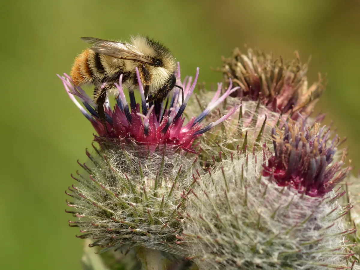 Shrill Carder Bee