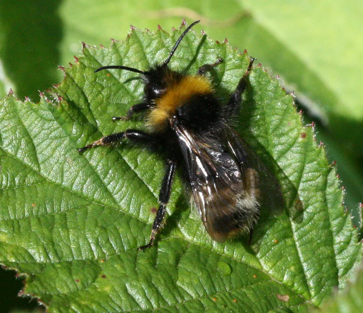 Bombus sylvestris