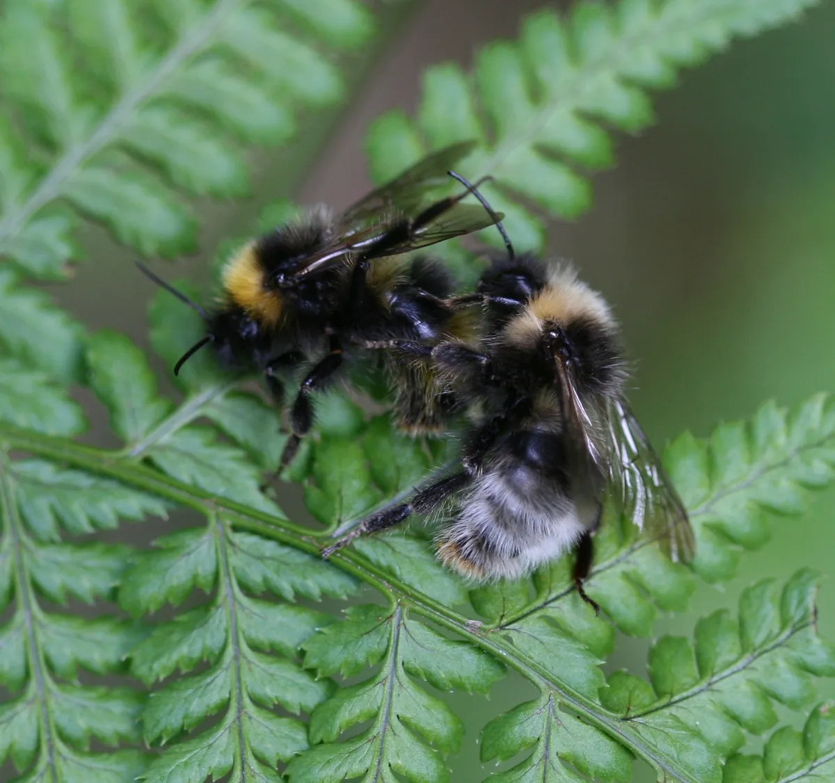 Four-colored Cuckoo-bee