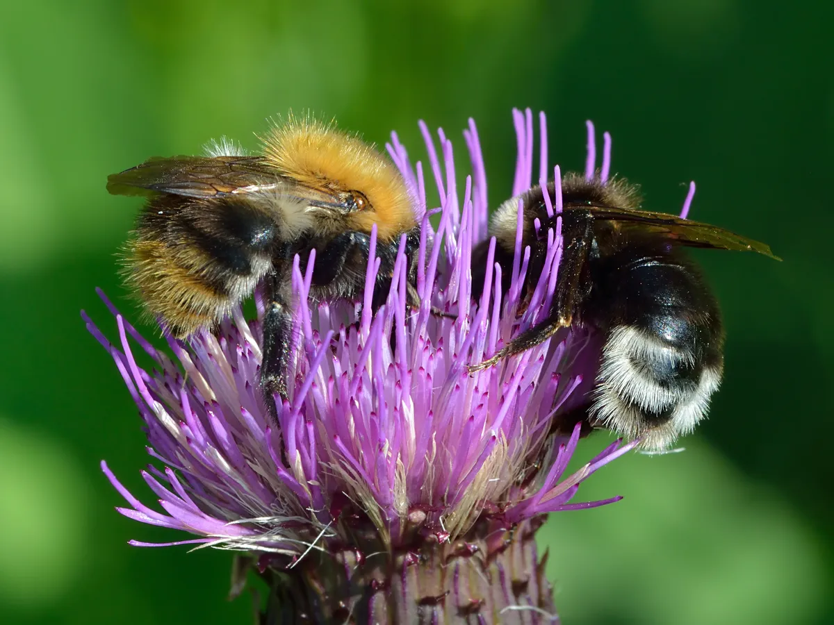 Four-colored Cuckoo-bee